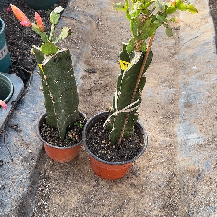 720+721嫁接蟹爪兰：女巫+027