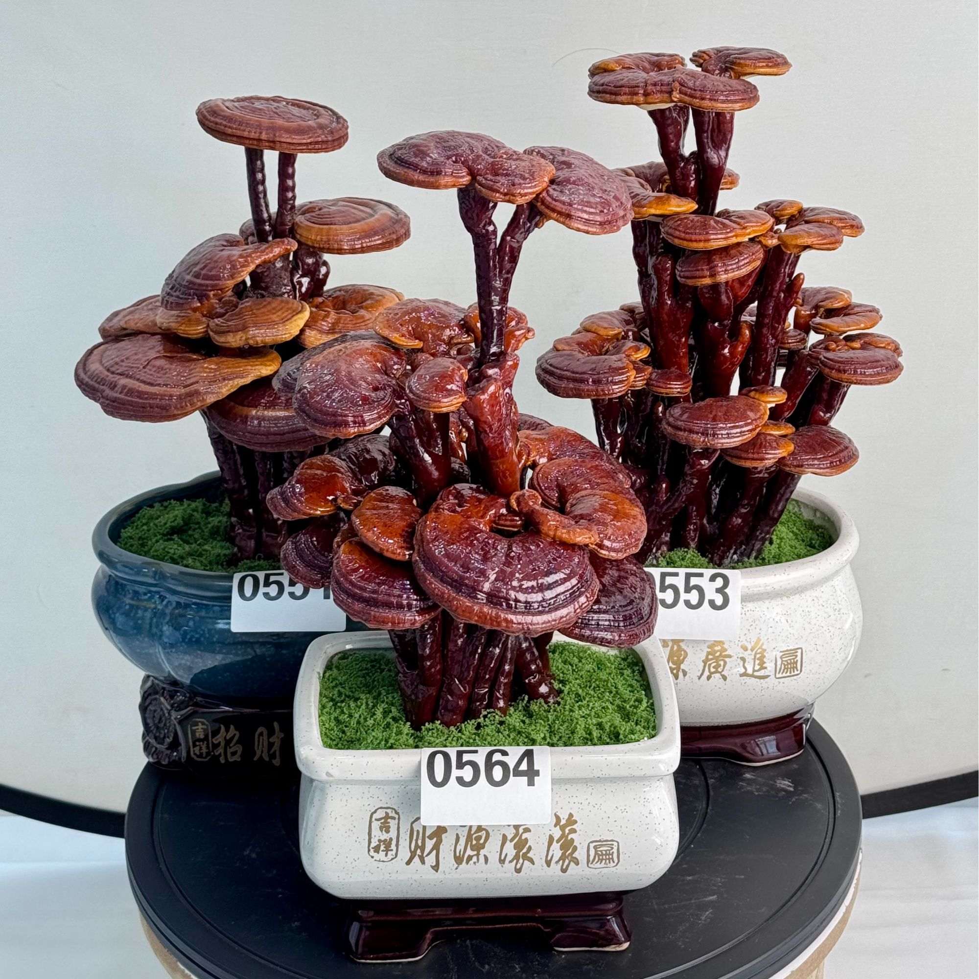 富贵灵芝金弹子盆景发财树8888