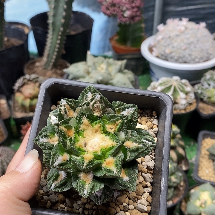 4号自根龙角龟6.8公分