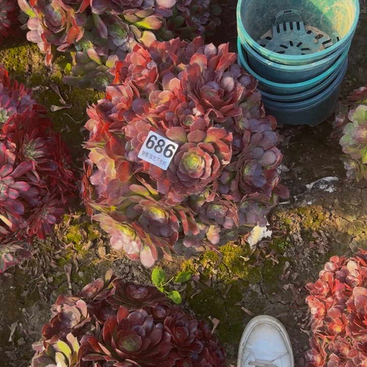 荷兰玫瑰花27-48包邮花花