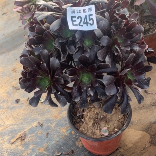 245欧紫不包断枝法师