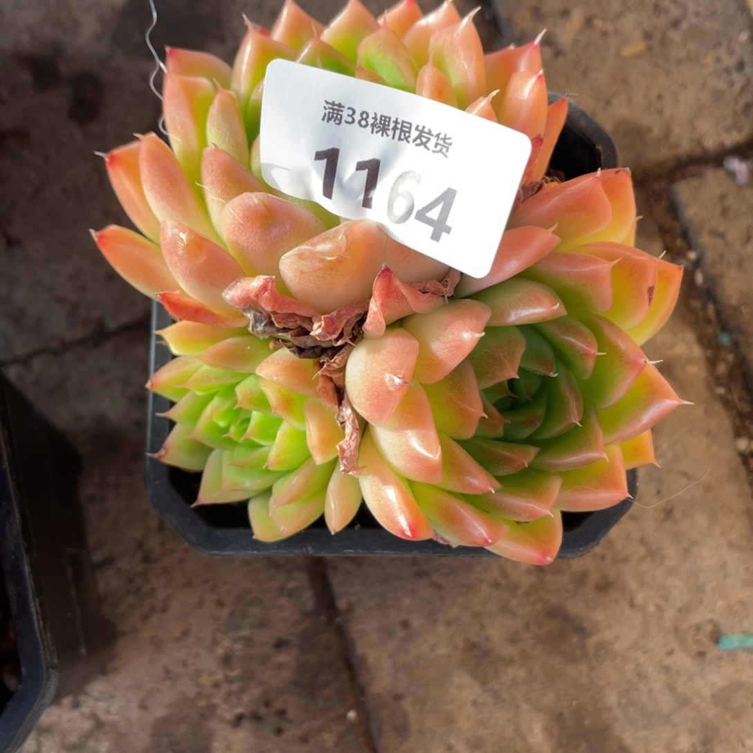 ****寶1164东云麦杆系多肉植物