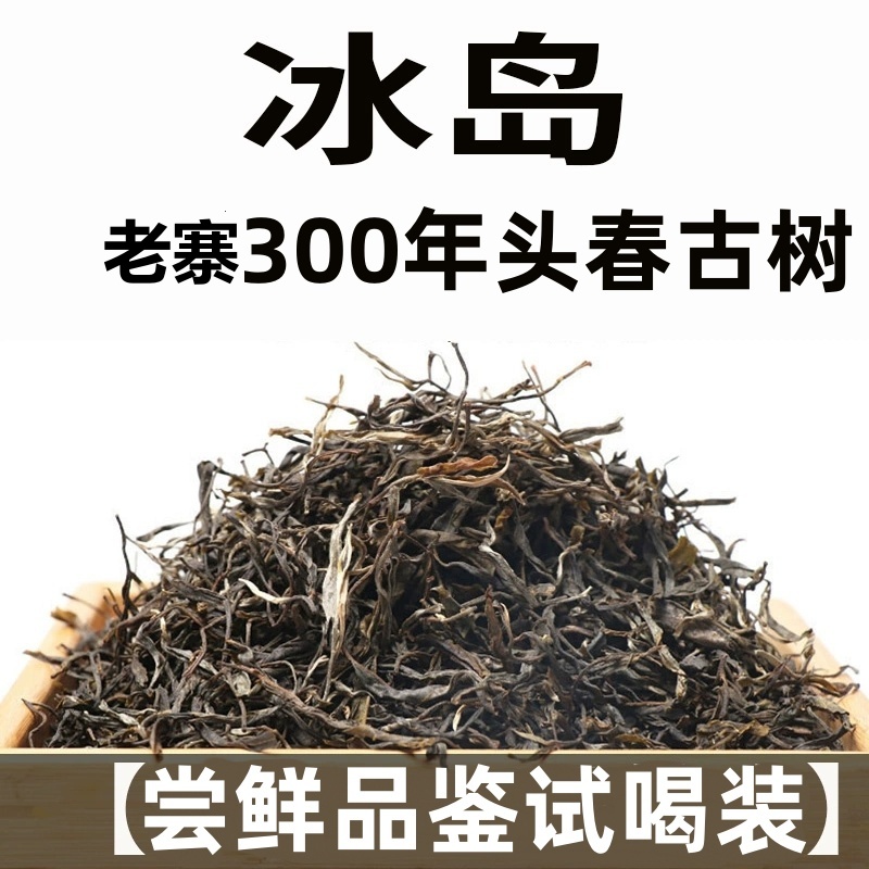 牛逼茶！限购10单！2025年头春冰岛老寨300年古树龙珠 核心区向阳坡