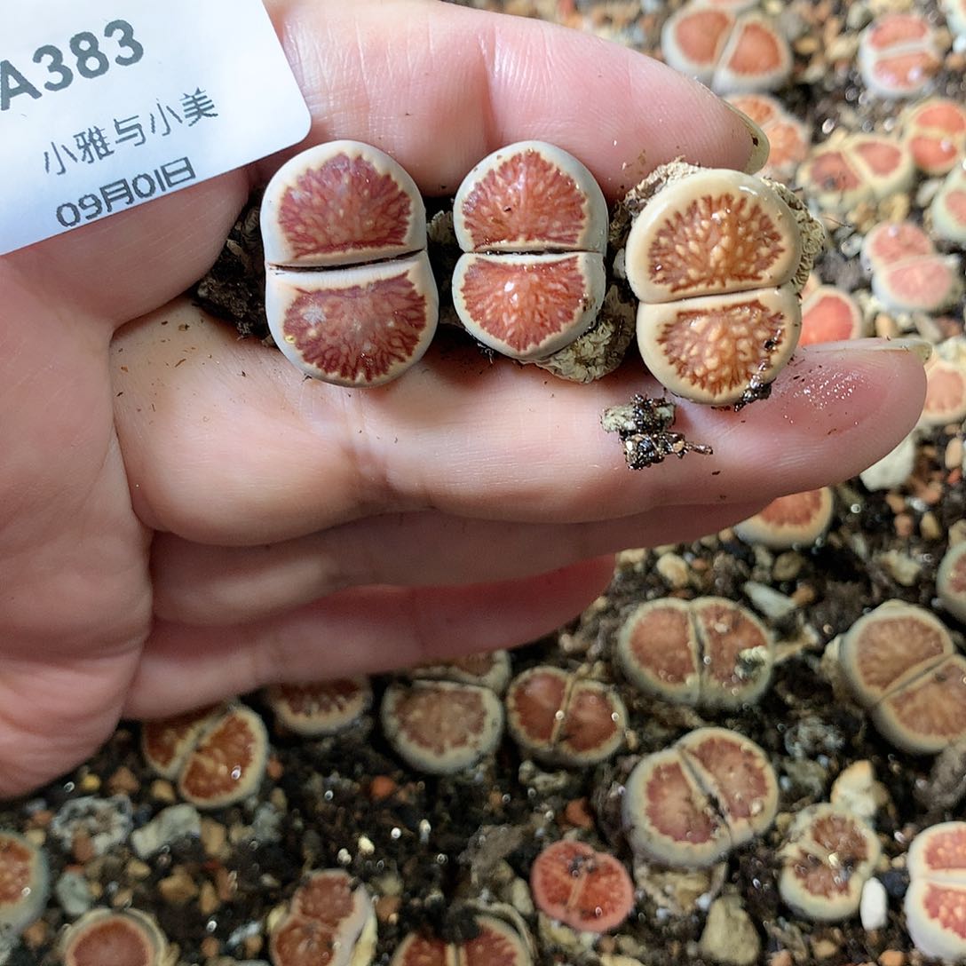 西**记A383多肉植物保护研究所
