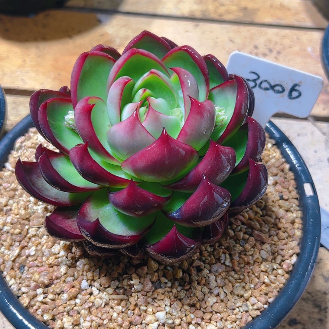 小*子惊鸿仙子一物一拍3006号