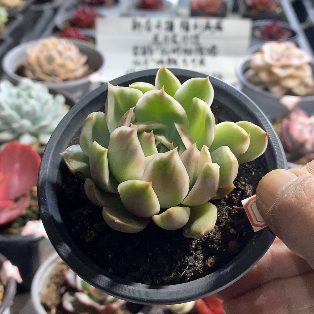 A890精美多肉水晶恋人