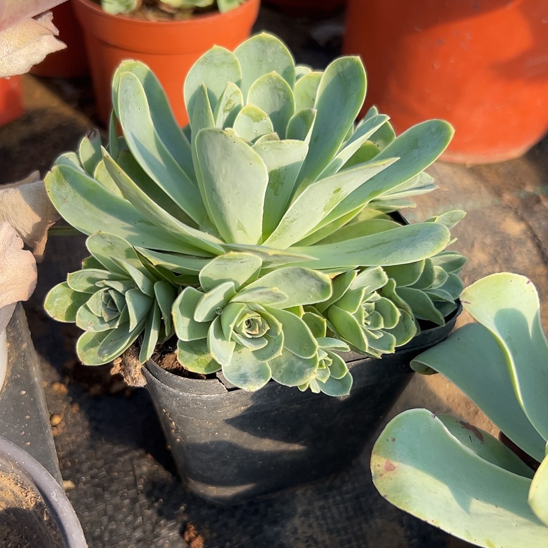 多肉植物山地玫瑰