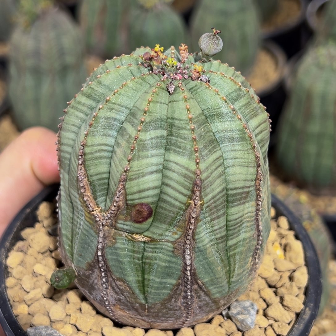 m欧系布纹球带侧芽