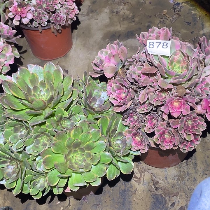 风**飘多肉植物断枝不包878半夏加粉女郎