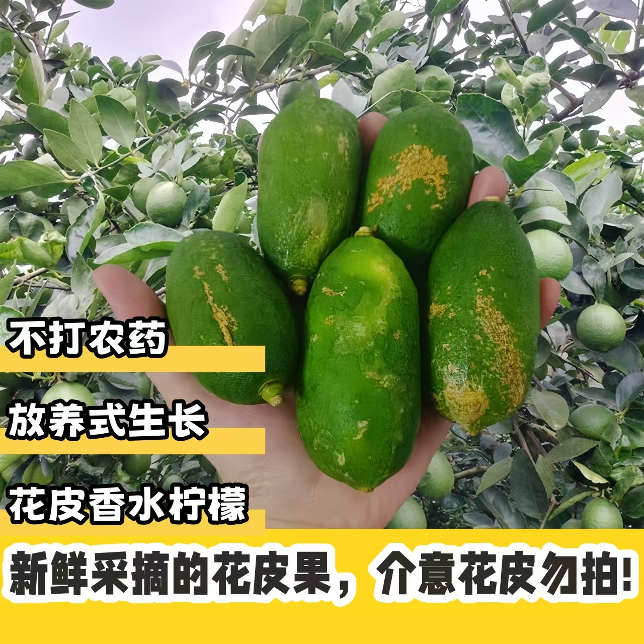 香水柠檬新鲜现摘青柠檬多汁奶茶店专用自家果园