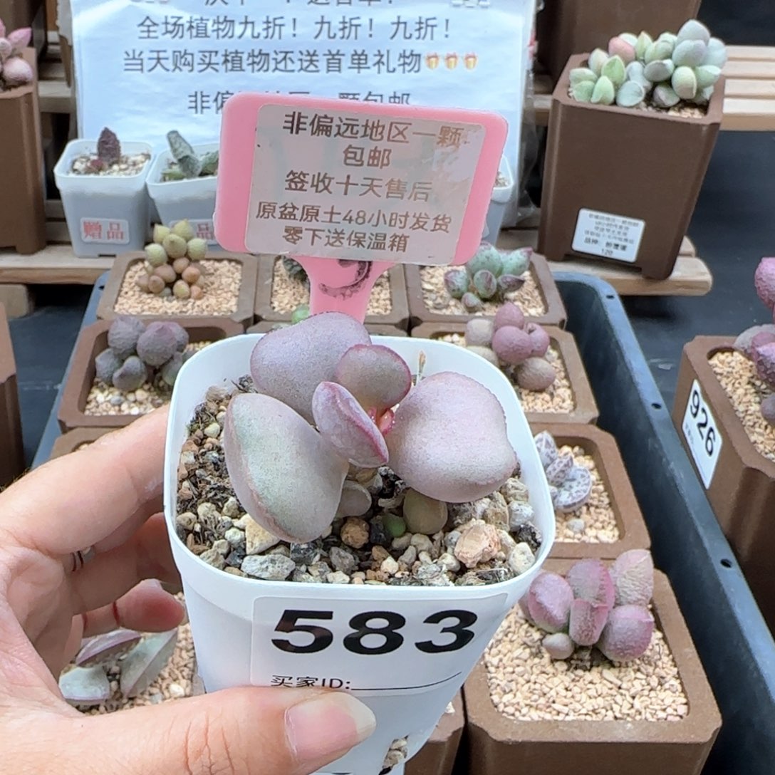 583白肌红蛋多肉植物