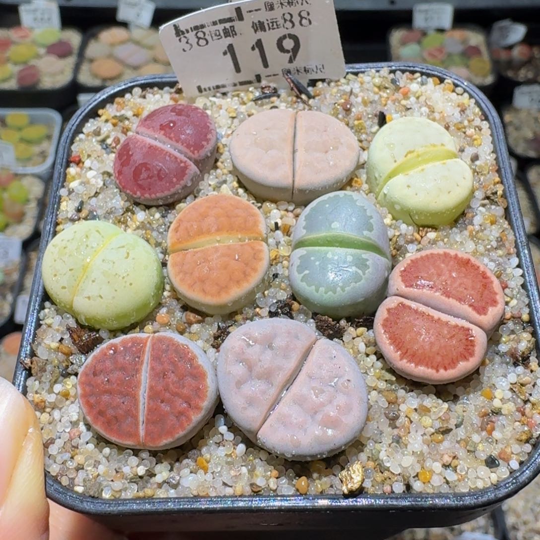 Ssss清货便宜出了119卡1.5到1.7