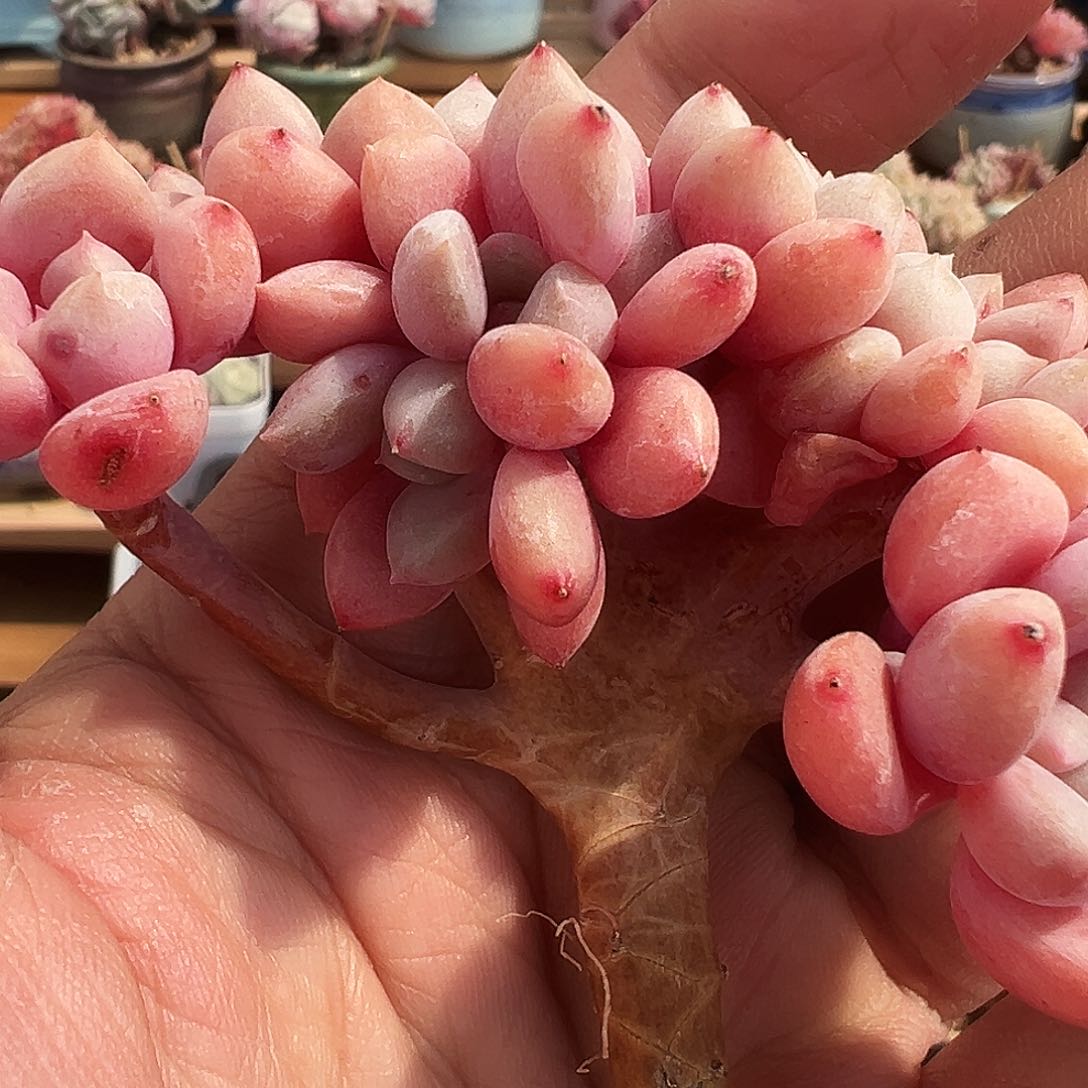 暖*多肉花瓣璐缀化暖暖