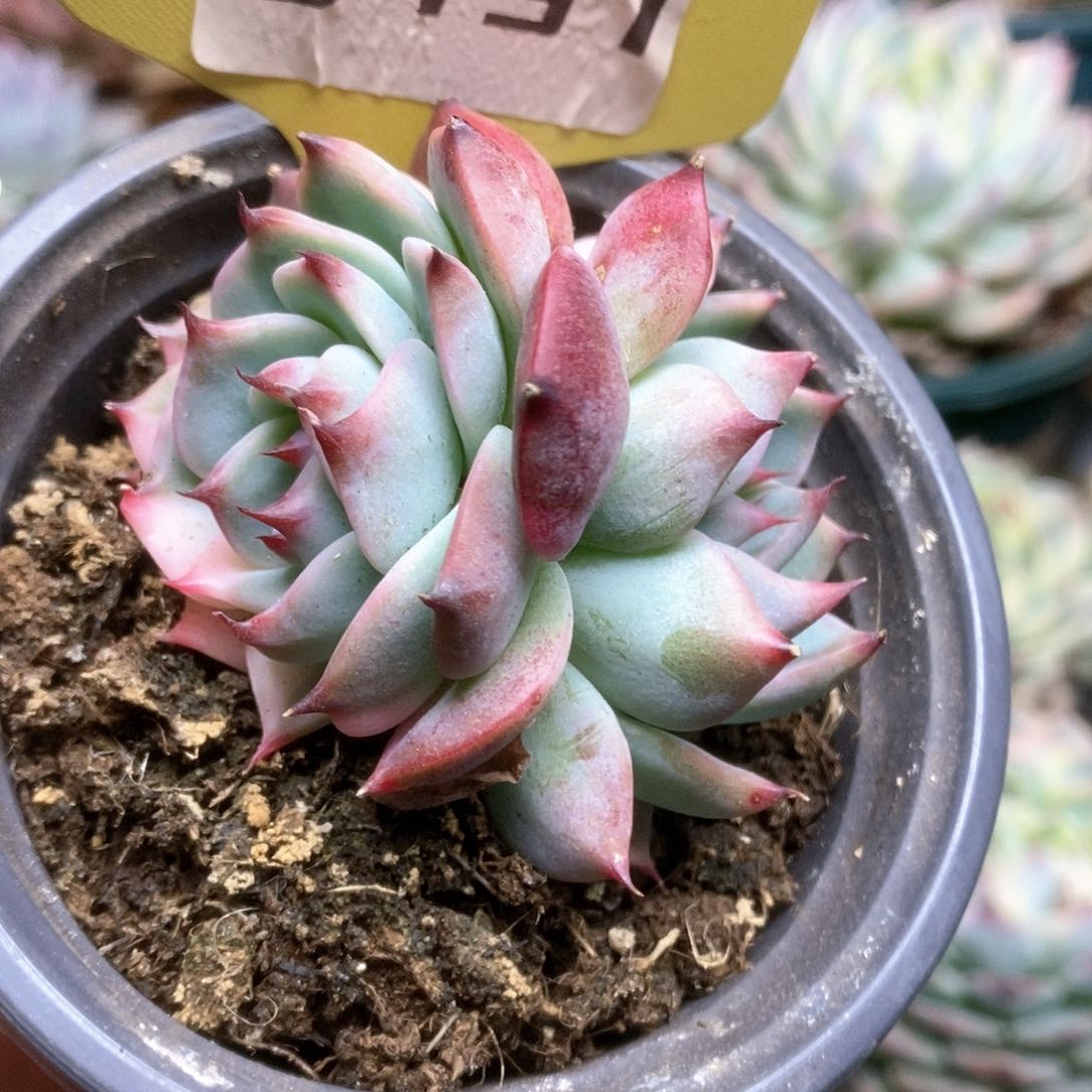 157锦锦锦锦锦锦锦