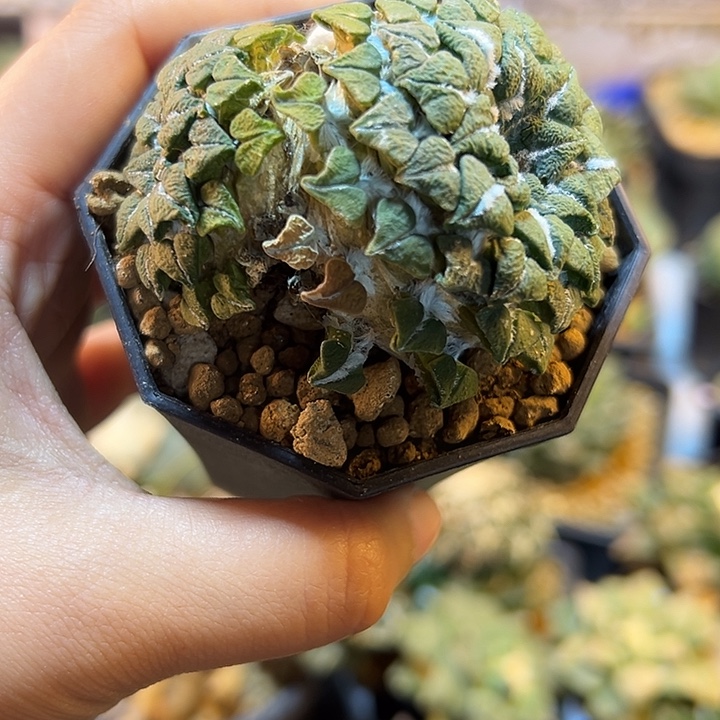 112号自根双头馒头姬6公分