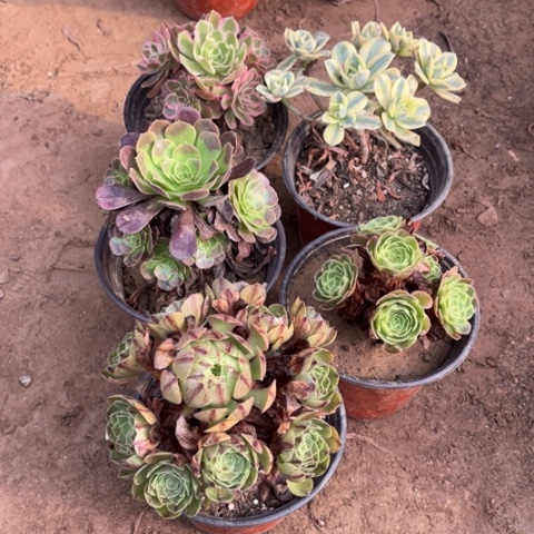 248多肉植物组合，