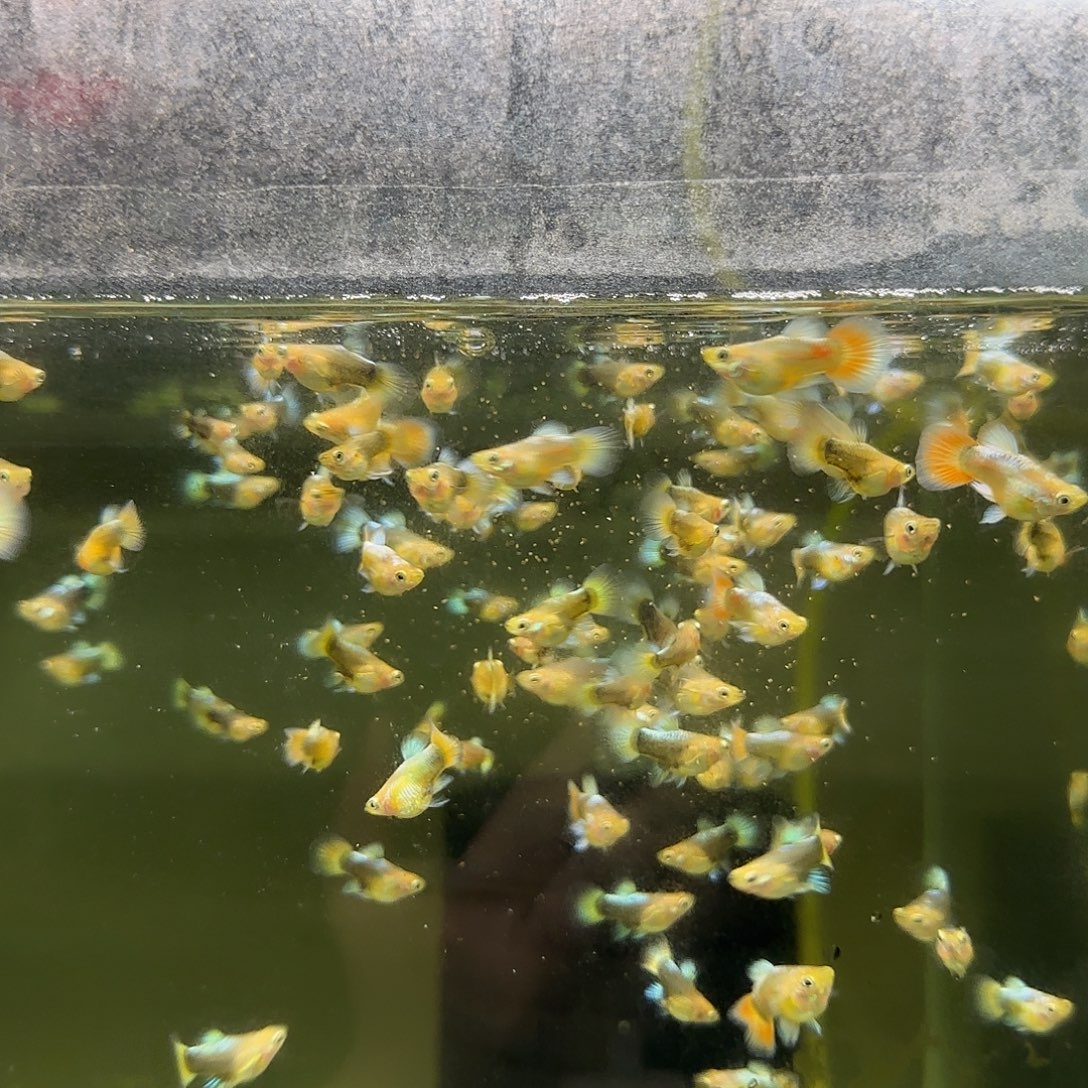 孔雀鱼圣诞小压成10条随机