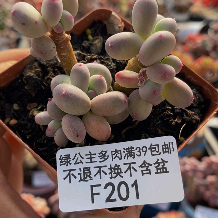 四代苹果奶5cm201多肉植物