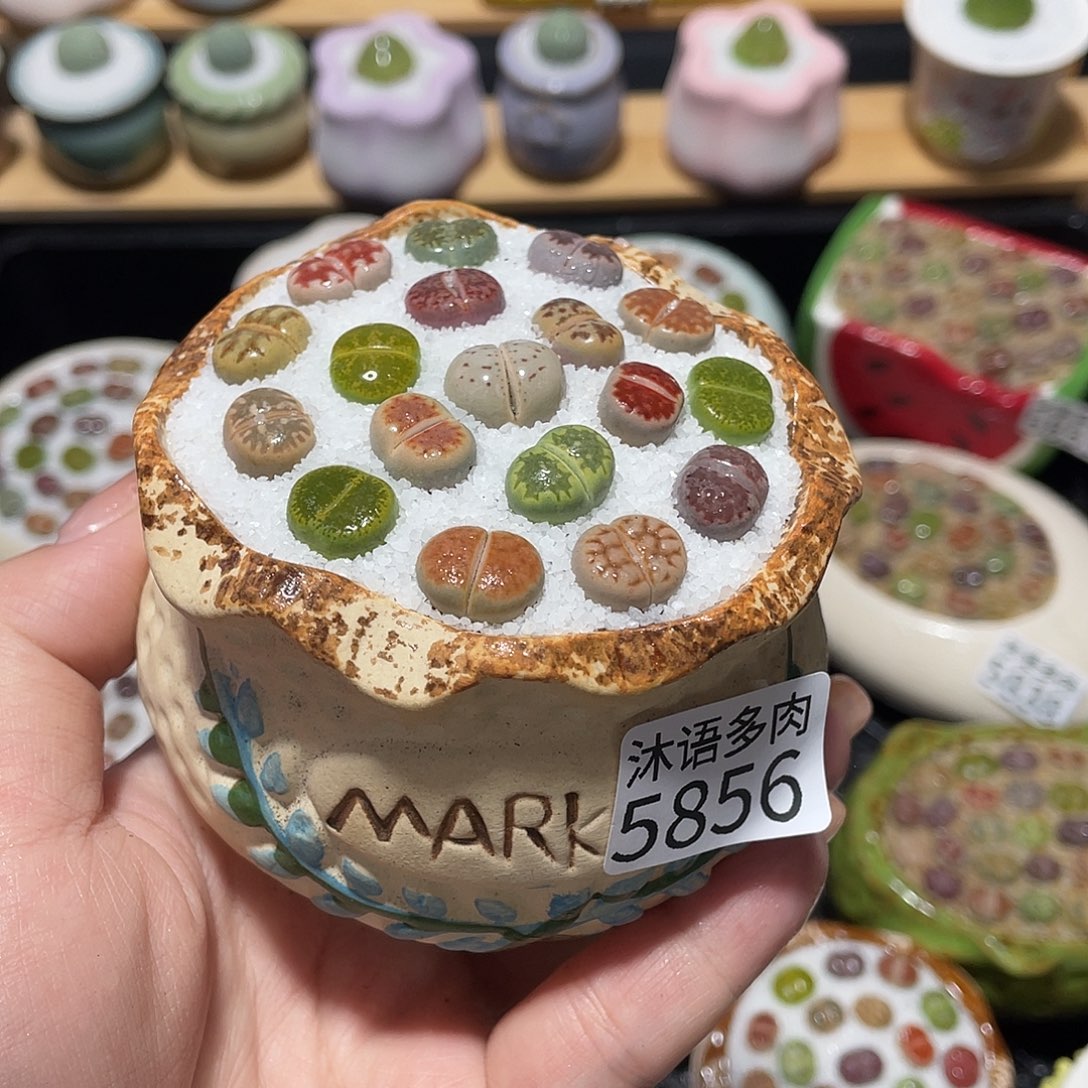 带盆土植物 一物一拍5856
