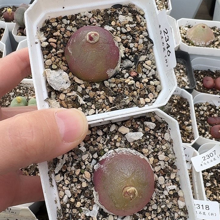 老马生石花灯泡母本2346