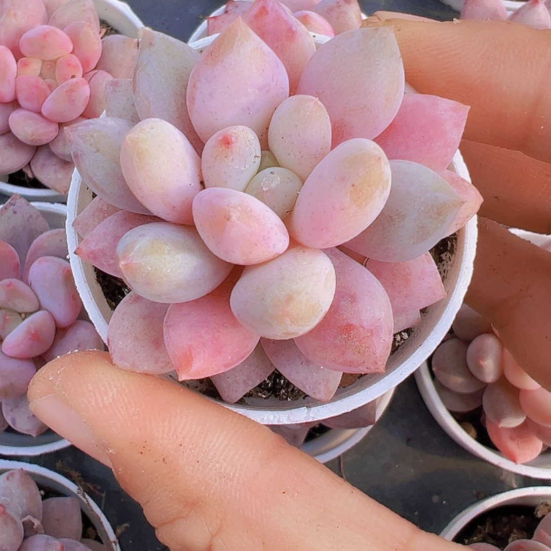 5厘米盆半夏19包邮