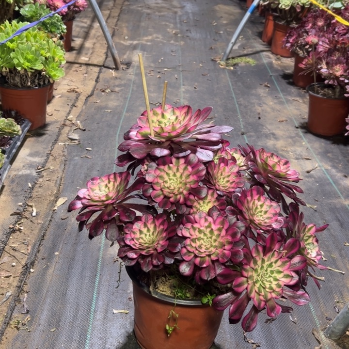 31红铜壶白多肉多肉多肉