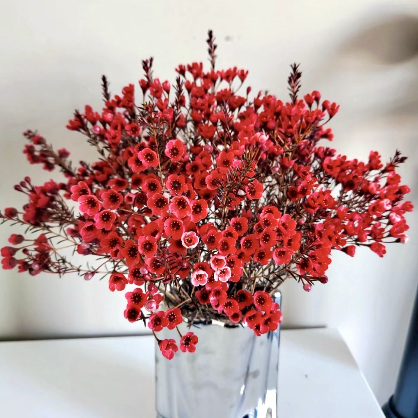 腊梅【1单包邮】云南鲜花年宵花红色春节年花