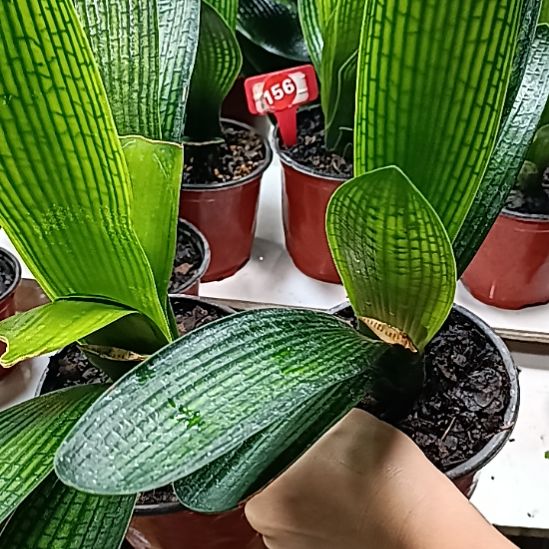 当前无花栽培后可以开花微瑕2个花，花，花