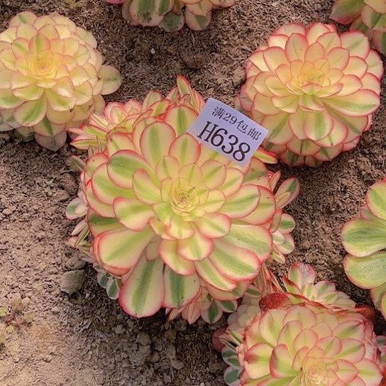 638荔枝多肉植物