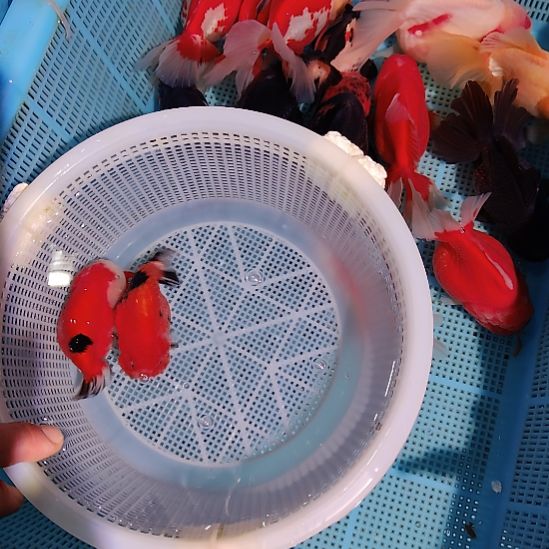 金鱼112兰寿两只特价顺丰包邮