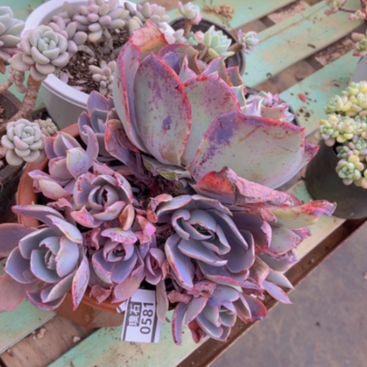 【闪购商品】晚霞0581