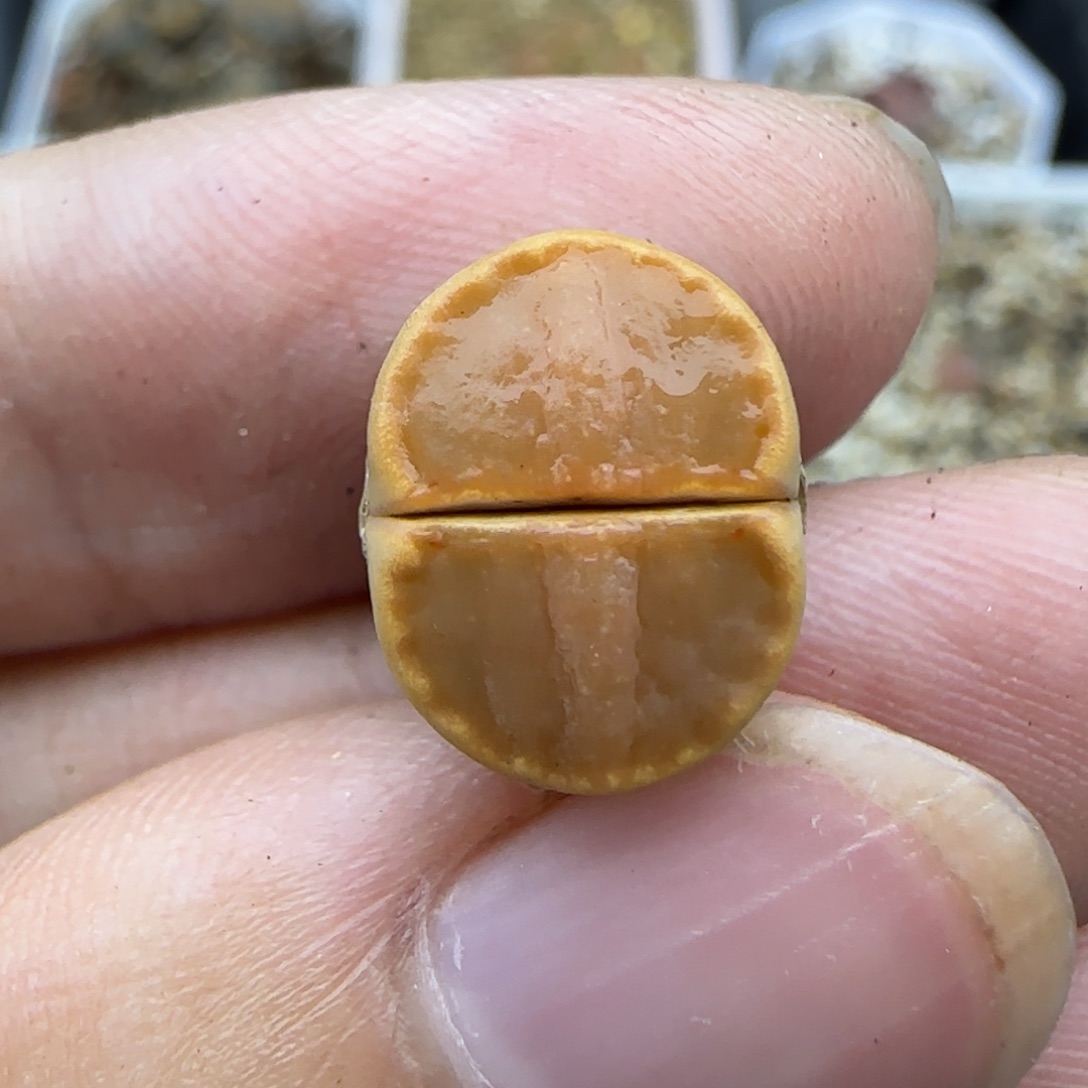 952饼干秒满30包邮发货
