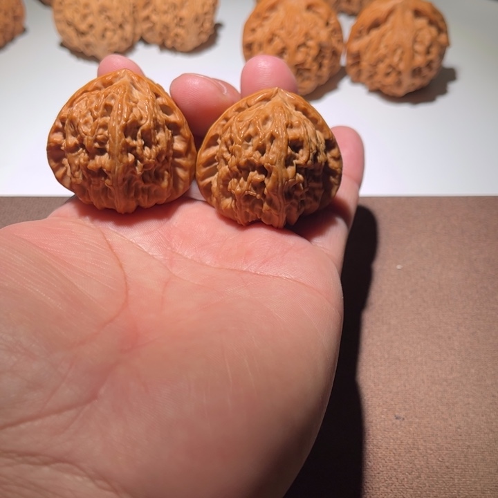 长***安精品白狮子41尺寸