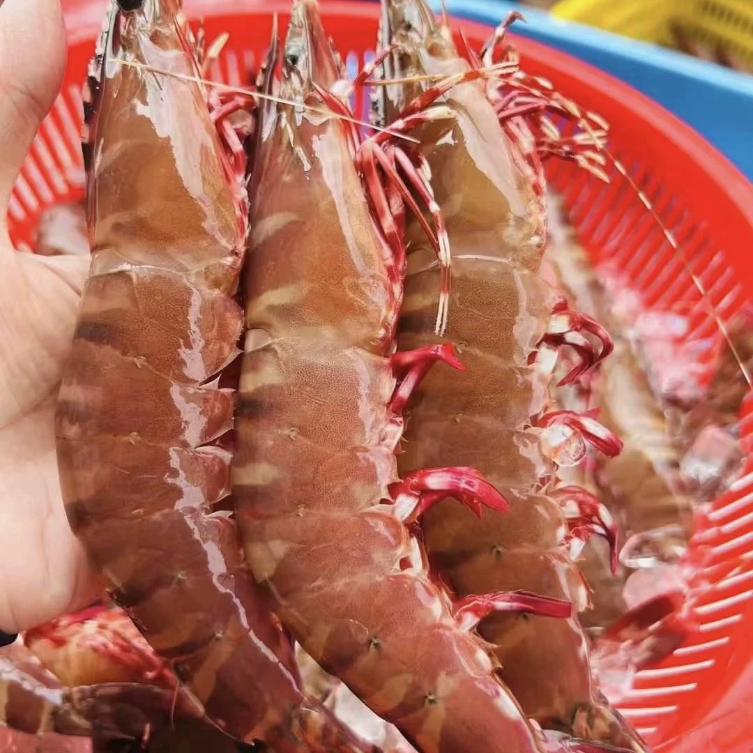 汕尾本港 红爪虾 顺丰京东冷链发货