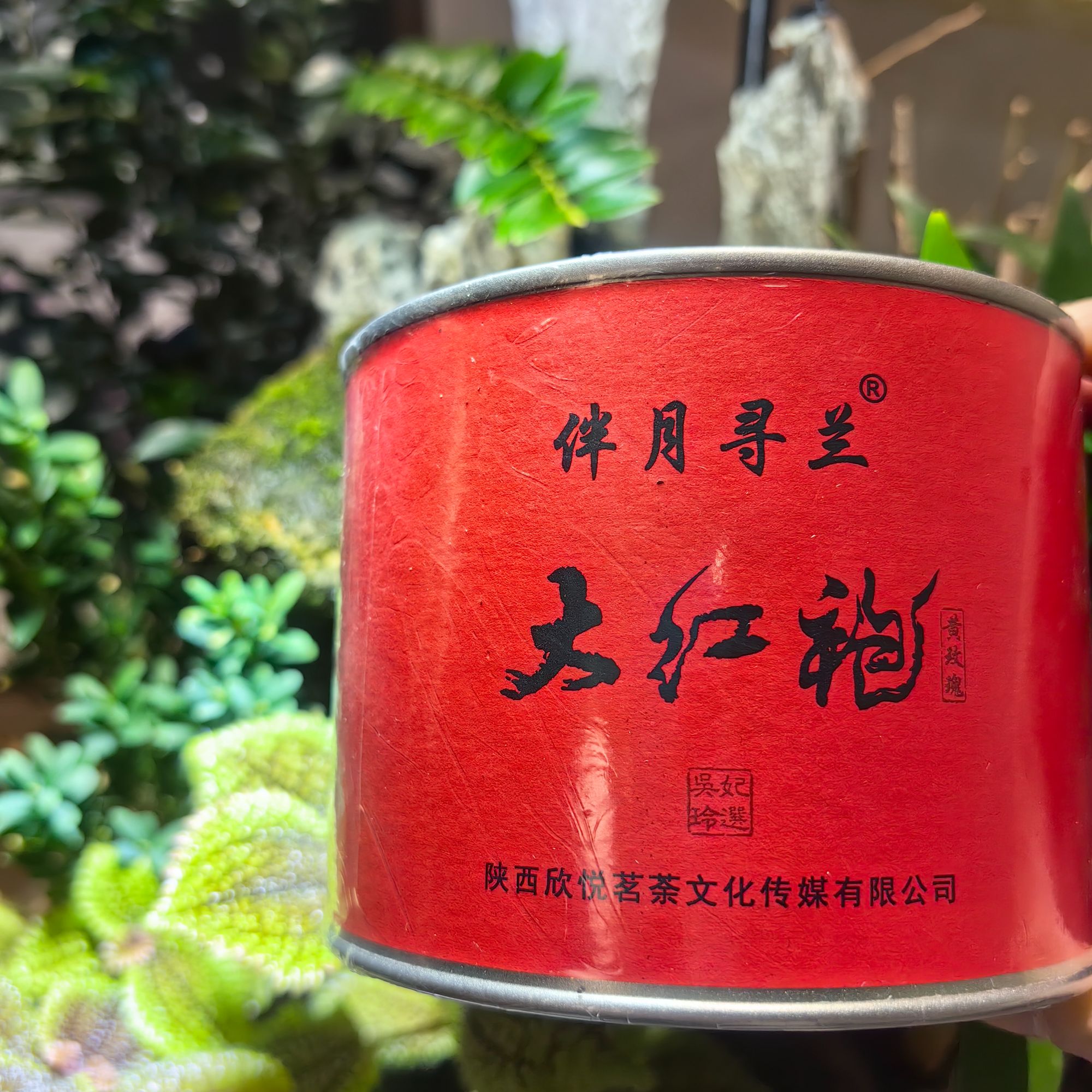 大红袍黄玫瑰 岩茶新宠 武夷岩茶中的大众情人 
