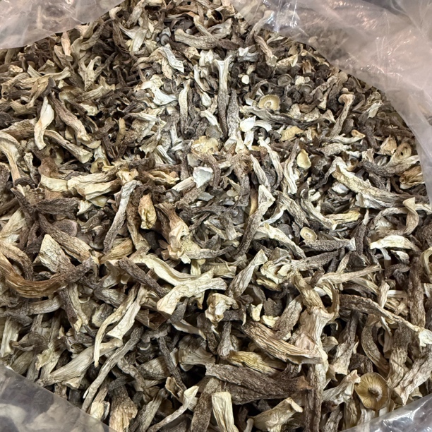 头茬里挑出来不完美的鹿茸菇，很碎很碎