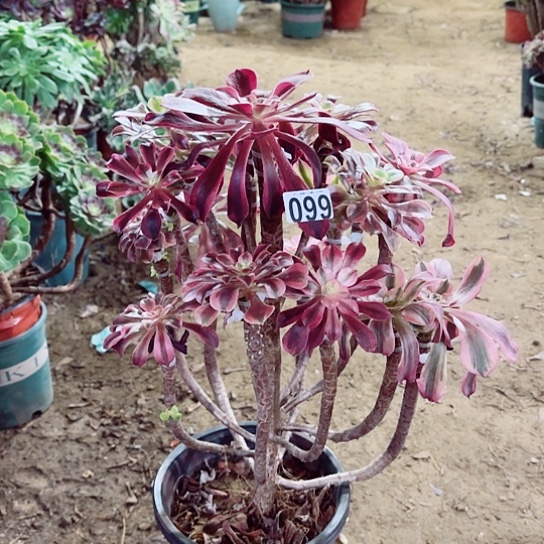 099嫁接美杜莎老桩法师