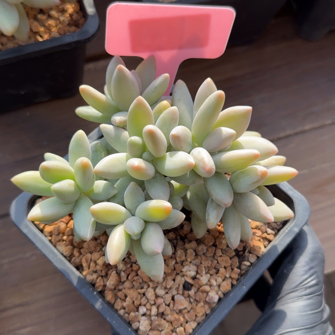 白兰地22222222222222