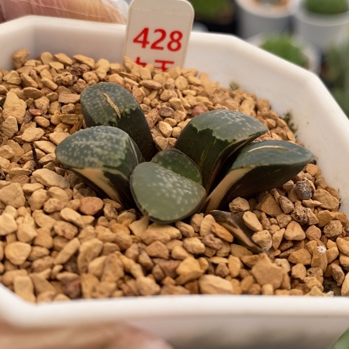 428号点点寿锦多肉