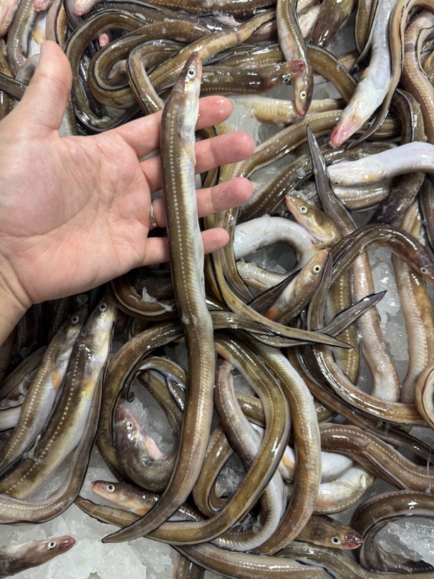 大连野生吊钩小七星鳗鱼，包邮