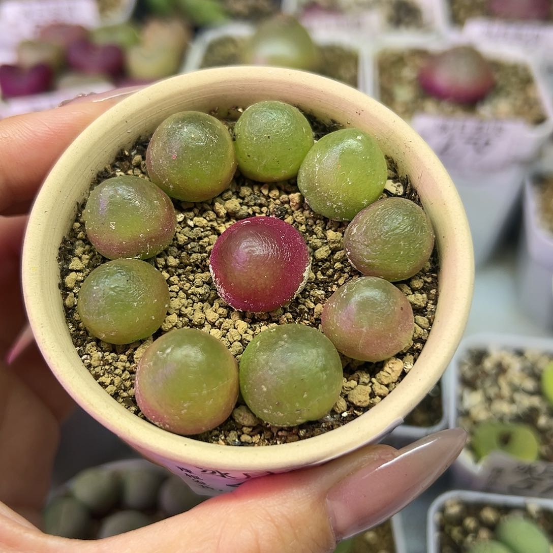 495灯泡裸根发货