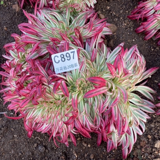 897朱雀缀多肉植物