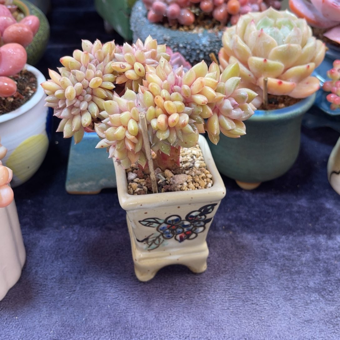 錵***心璀璨 十公分 带盆