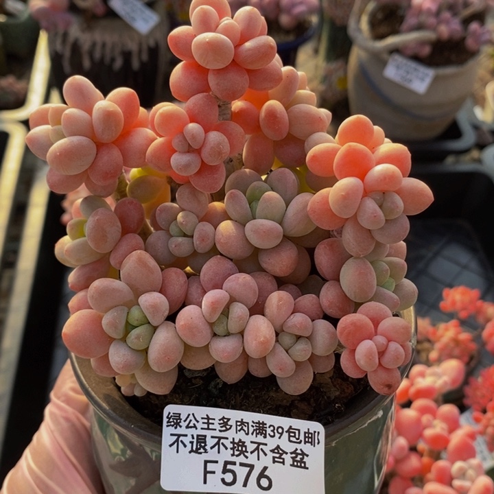 鱼子酱老桩10cm576多肉植物