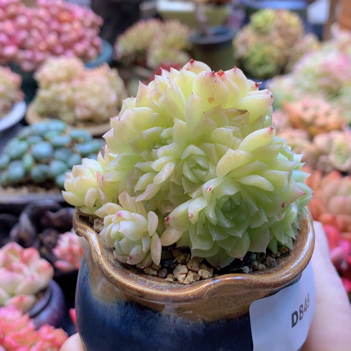 一物一拍含盆土满38包邮D849