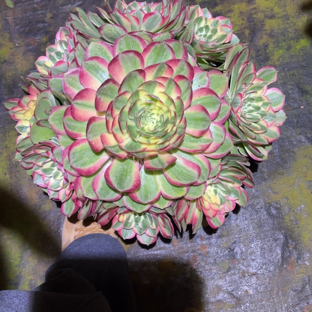 云南多肉植物海鲜