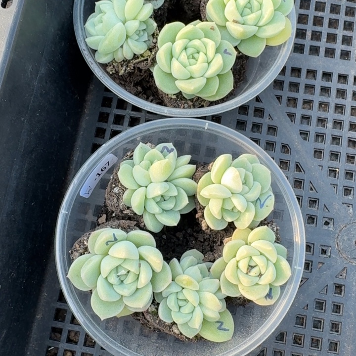 ****腐071   167财富1  2饭盒两盒