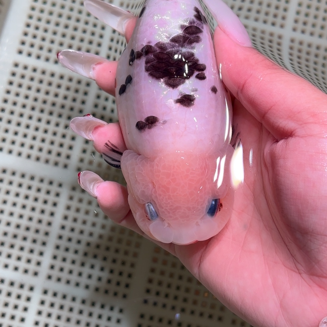 苏***童金鱼拍包装包邮，不拍包装运费到付