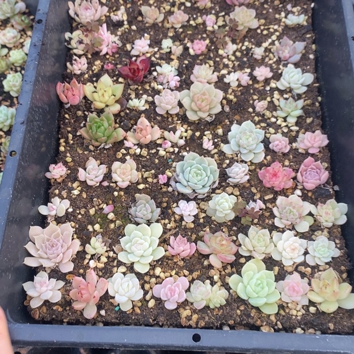 15 多肉植物盆栽花卉