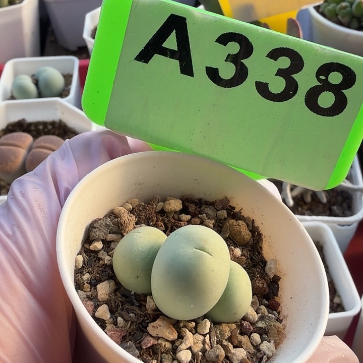 米***儿338mmmmmmmmmmmmmmm